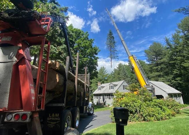 tree removal crane